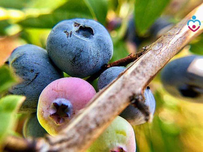Can Babies Eat Blueberries Skin?