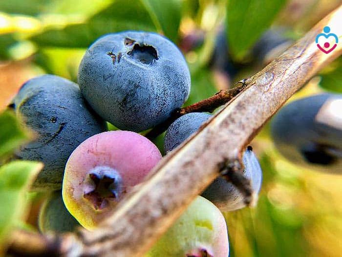 can-babies-have-blueberries-can-babies-eat-blueberries-skin