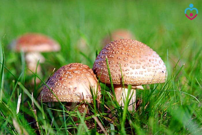 Can Babies Eat Wild Mushrooms?