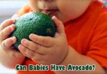 Can Babies Have Avocado?