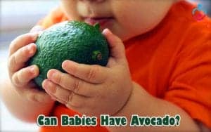 Can Babies Have Avocado?