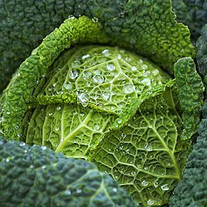 Cold Cabbage Leaves